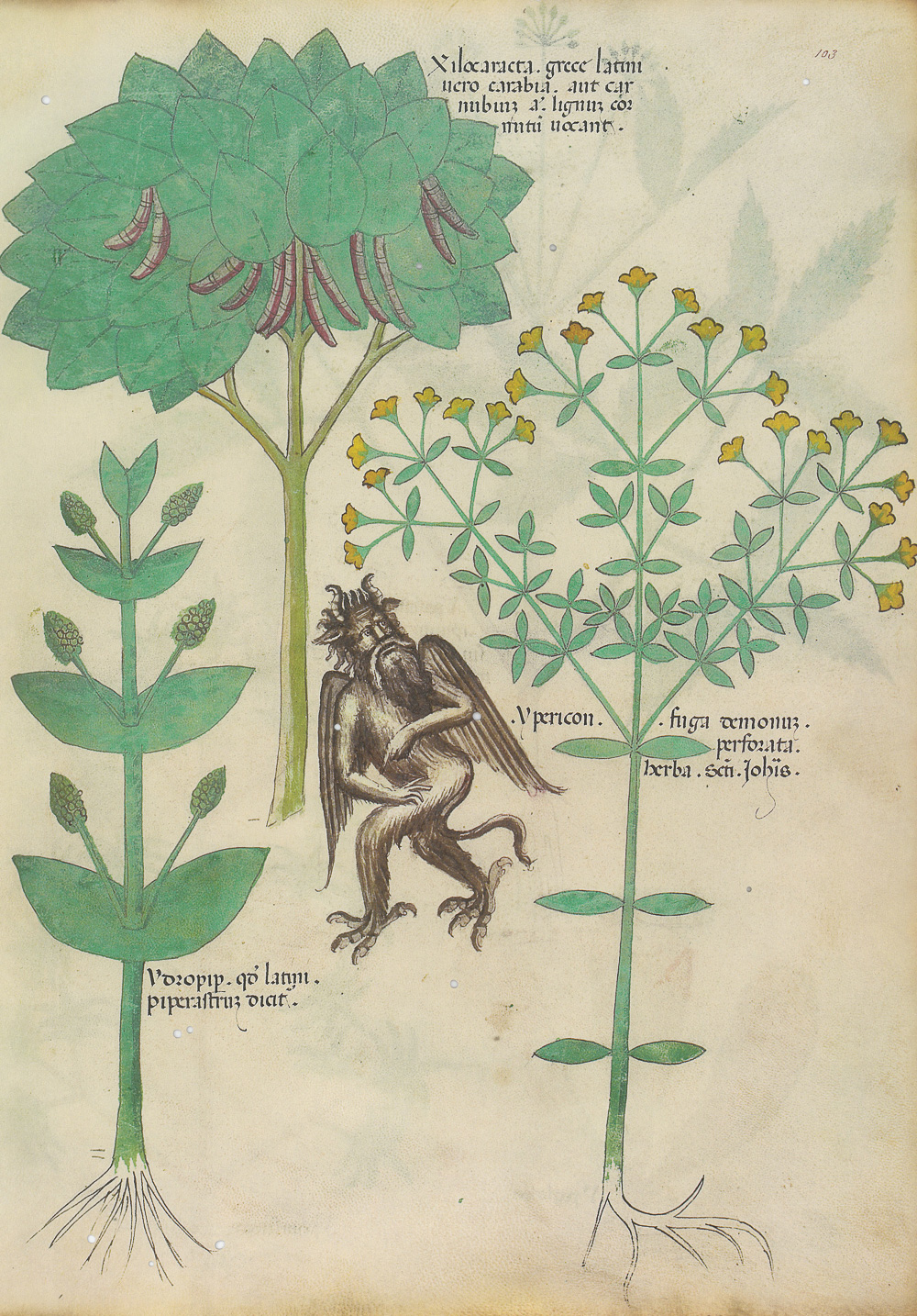 1.2《草药论》（Tractatus de Herbis）抄本-Picture2