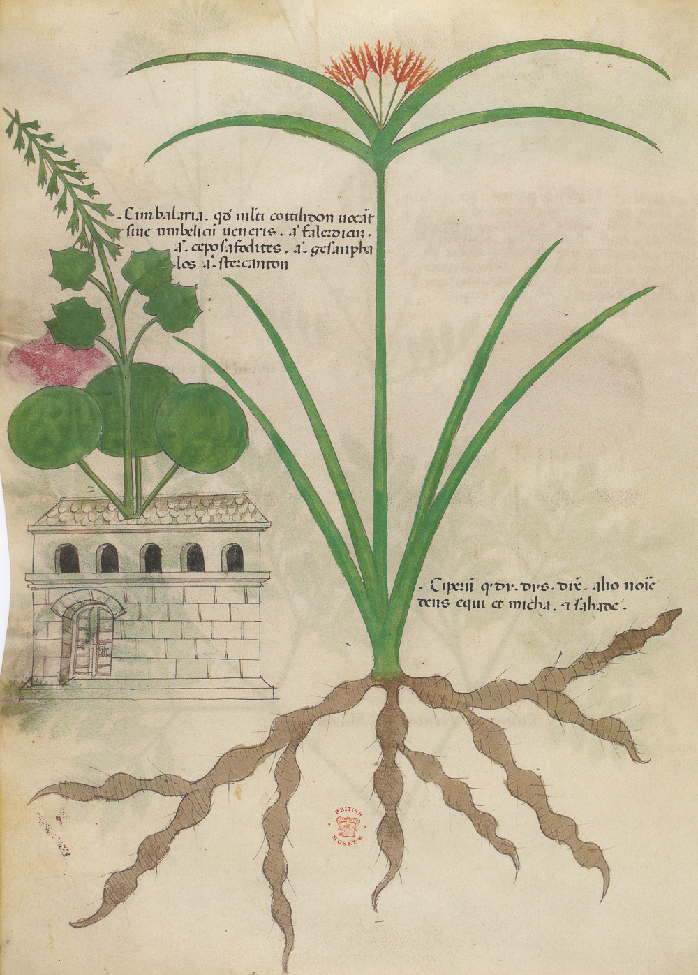 1.2《草药论》（Tractatus de Herbis）抄本-Picture3