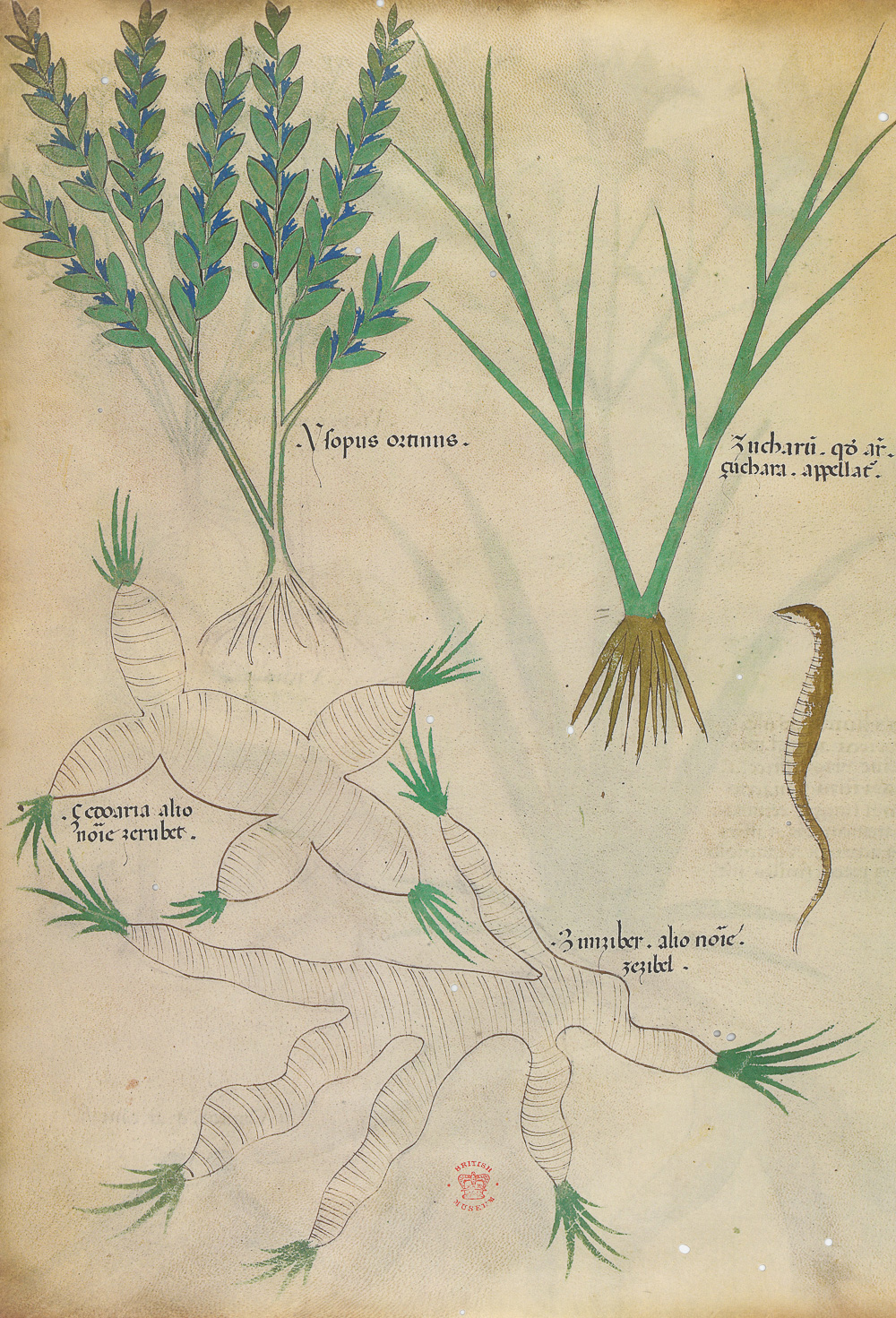 1.2《草药论》（Tractatus de Herbis）抄本-Picture4