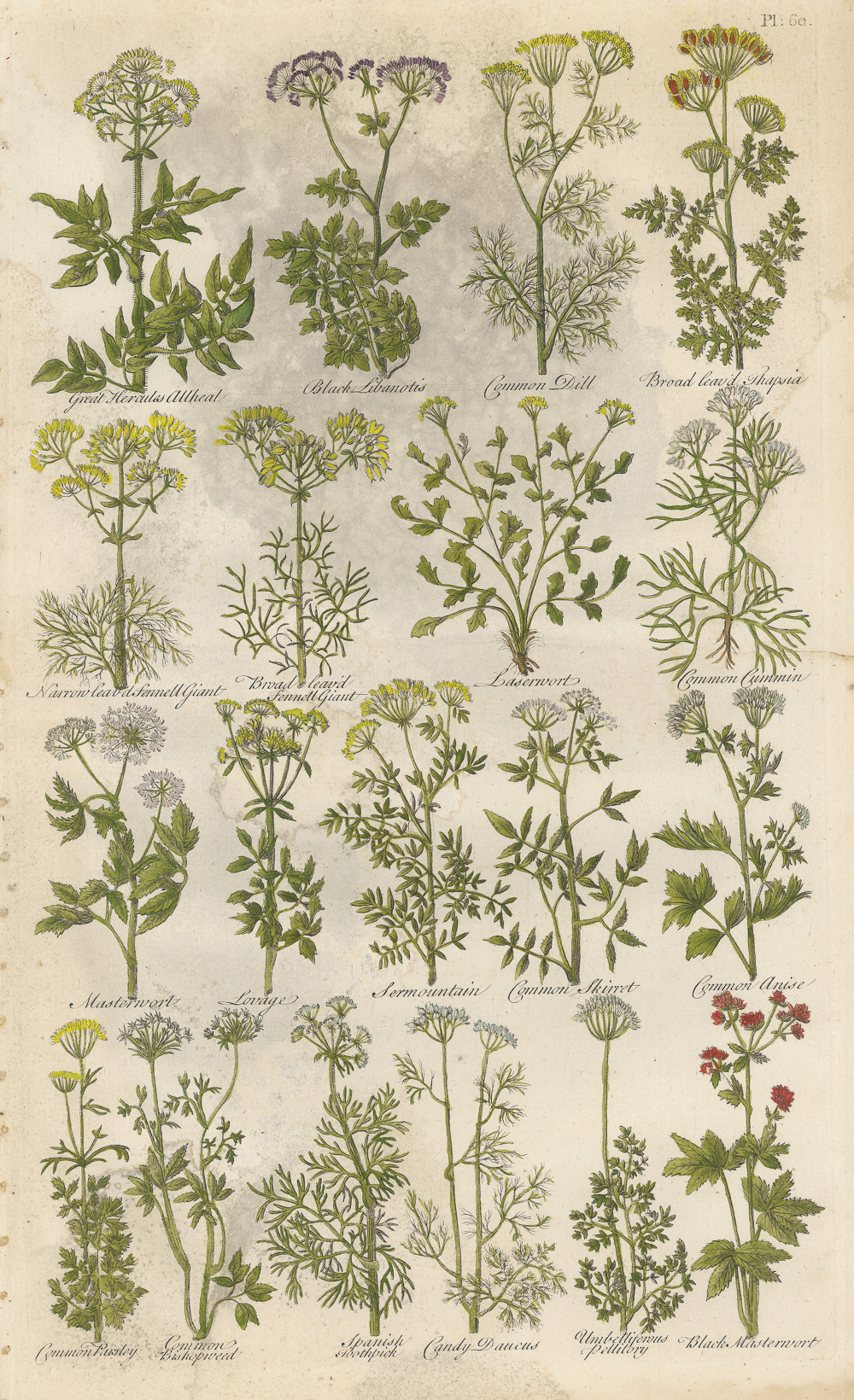 3.1希尔（John Hill）《不列颠草药志》（The British Herbal）-Picture1