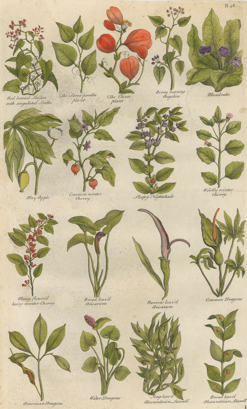 3.1希尔（John Hill）《不列颠草药志》（The British Herbal）-Picture2