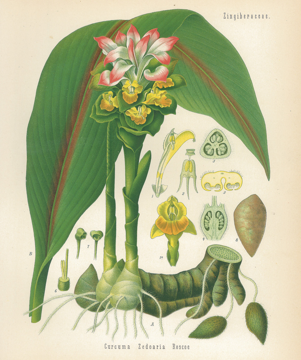 3.4克勒（Hermann Adolph Köhler）《药用植物》（Köhler’s Medizinal-Pflanzen）-Picture3
