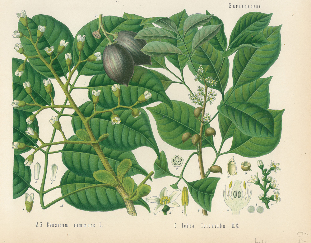 3.4克勒（Hermann Adolph Köhler）《药用植物》（Köhler’s Medizinal-Pflanzen）-Picture6