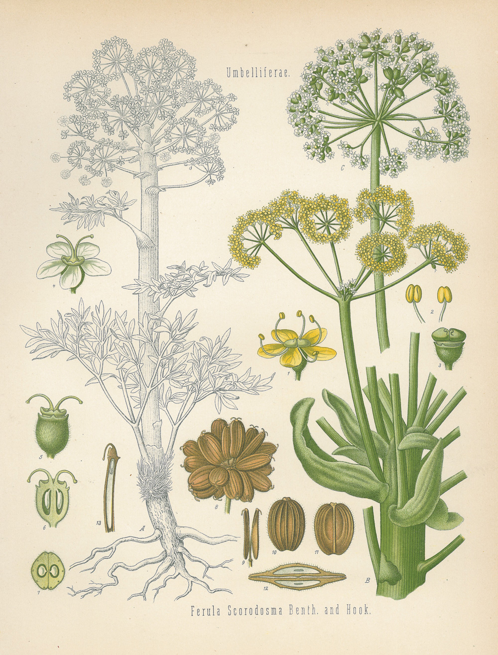 3.4克勒（Hermann Adolph Köhler）《药用植物》（Köhler’s Medizinal-Pflanzen）-Picture8