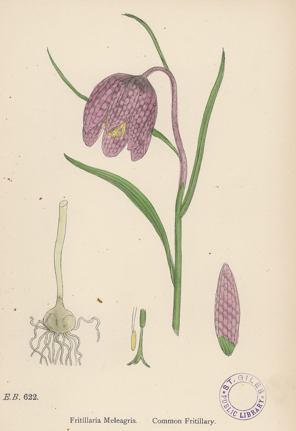 3.5索威比（James Sowerby）《英国植物学》（English Botany）-Picture1