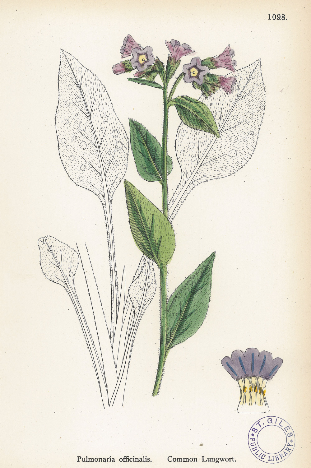 3.5索威比（James Sowerby）《英国植物学》（English Botany）-Picture2