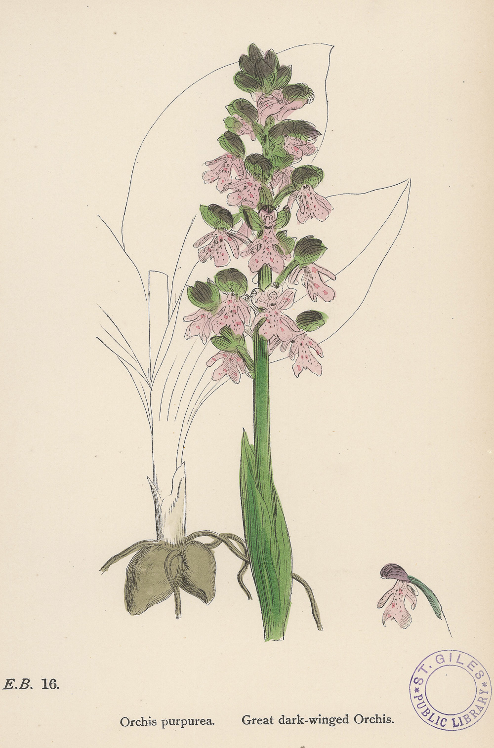 3.5索威比（James Sowerby）《英国植物学》（English Botany）-Picture3