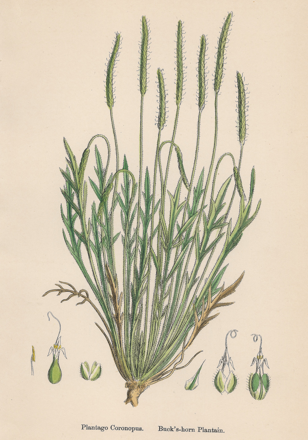 3.5索威比（James Sowerby）《英国植物学》（English Botany）-Picture5