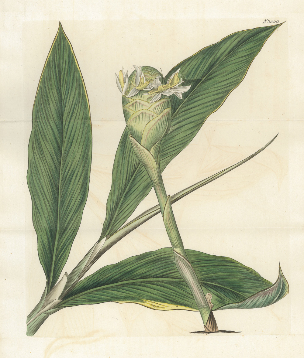 3.6《柯蒂斯植物学杂志》（Curtis’s Botanical Magazine）-Picture6