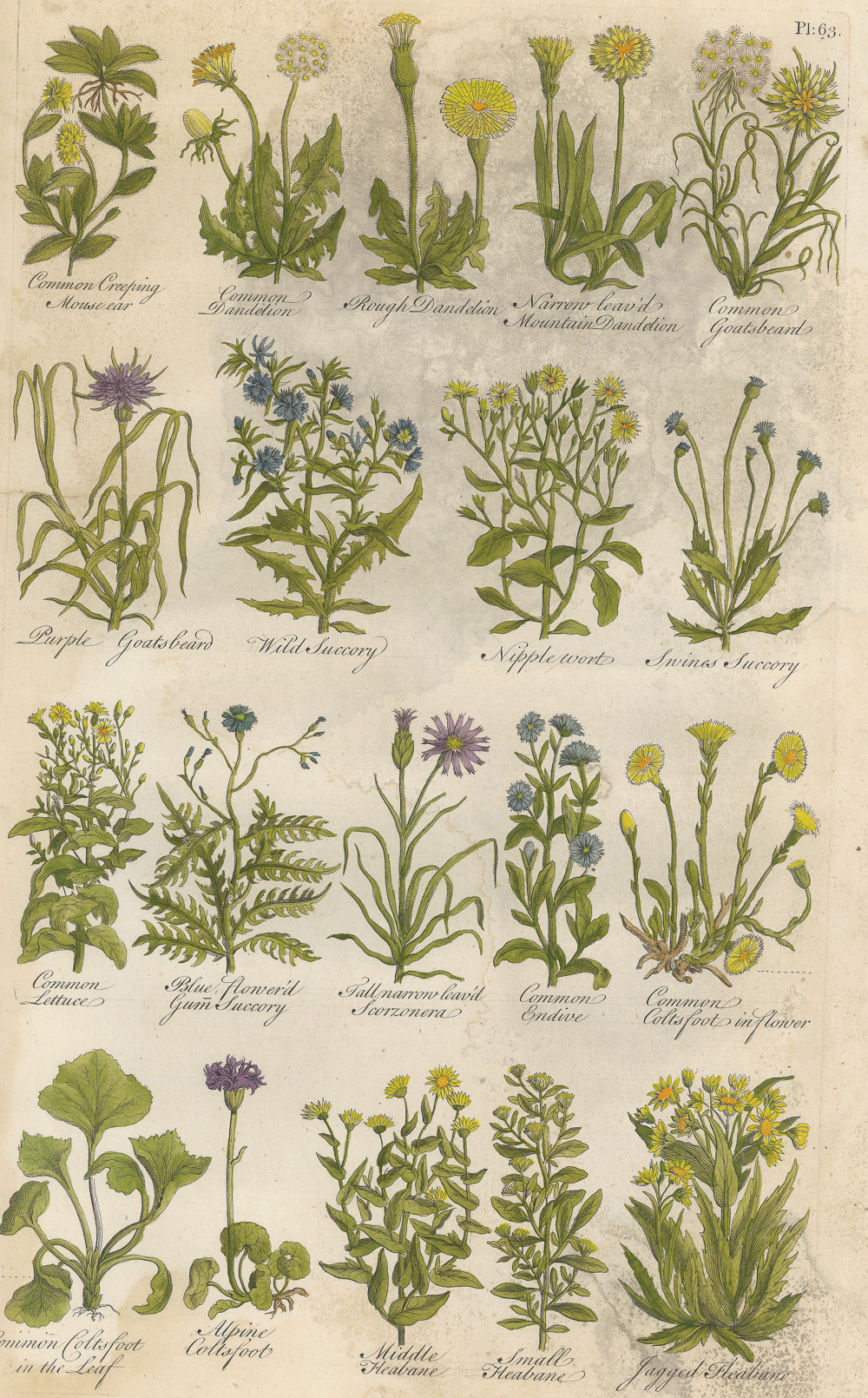 3.1希尔（John Hill）《不列颠草药志》（The British Herbal）-Picture4