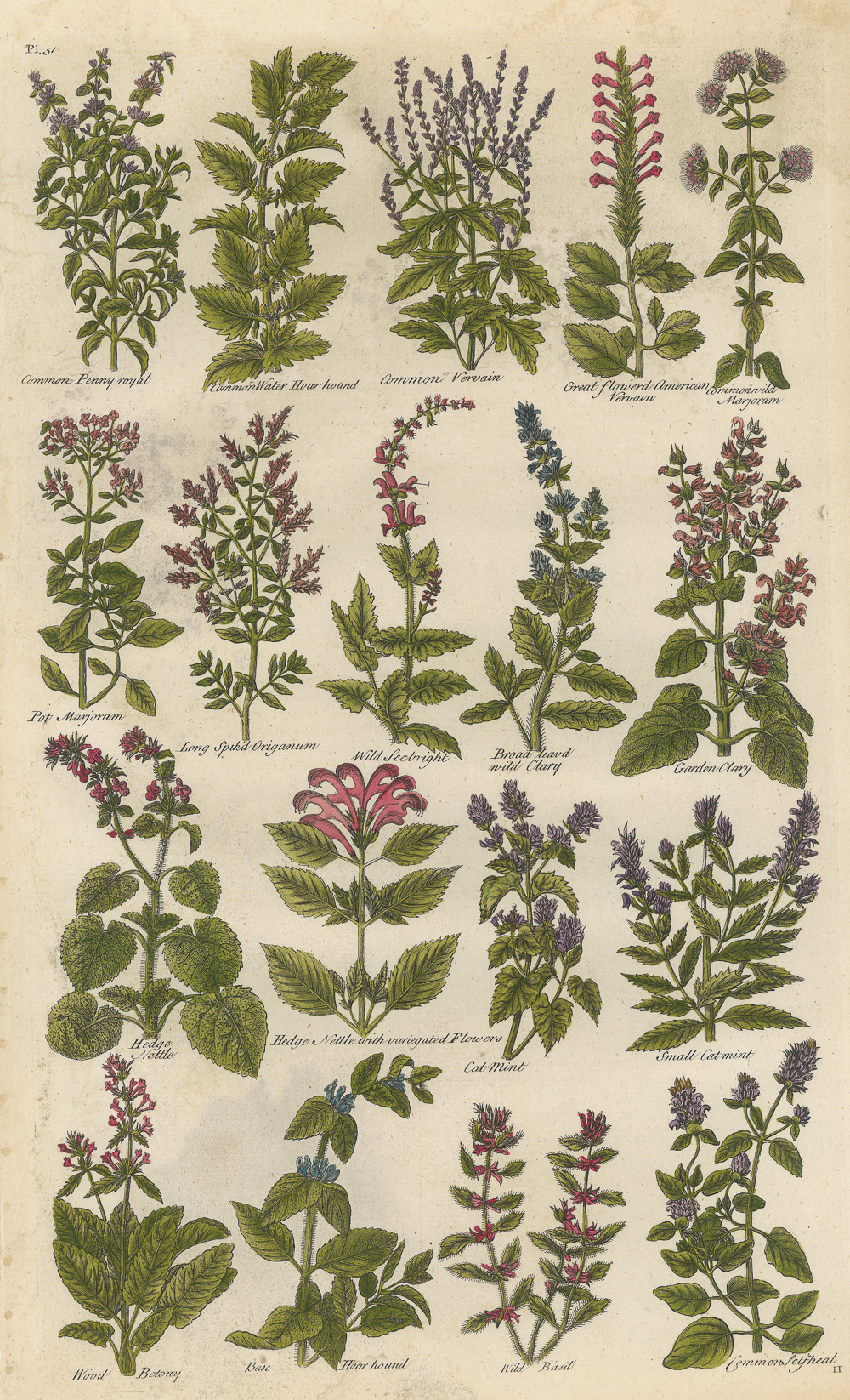 3.1希尔（John Hill）《不列颠草药志》（The British Herbal）-Picture5