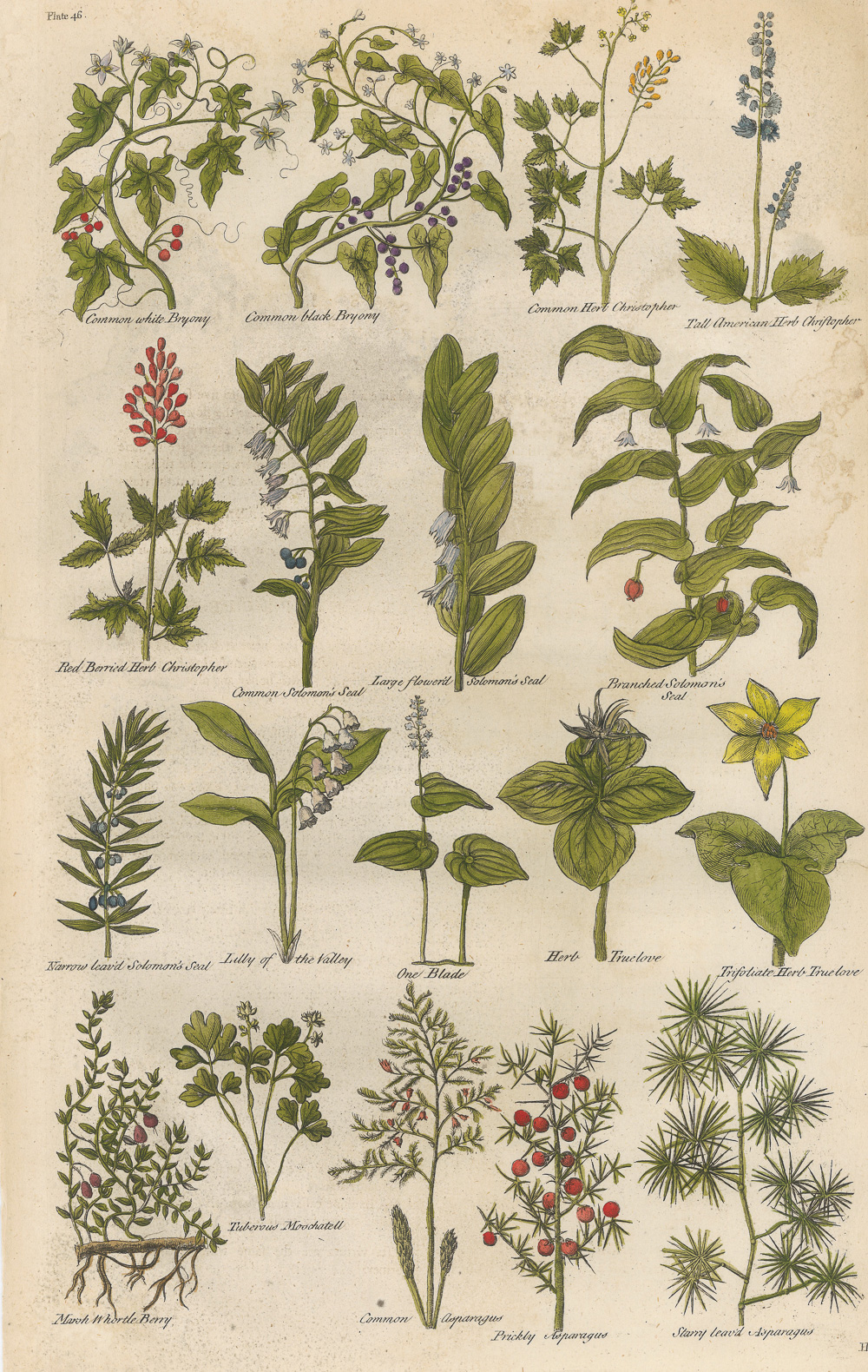 3.1希尔（John Hill）《不列颠草药志》（The British Herbal）-Picture6