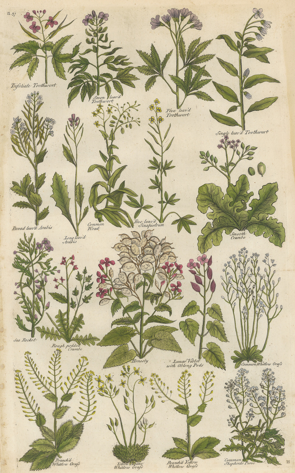 3.1希尔（John Hill）《不列颠草药志》（The British Herbal）-Picture7