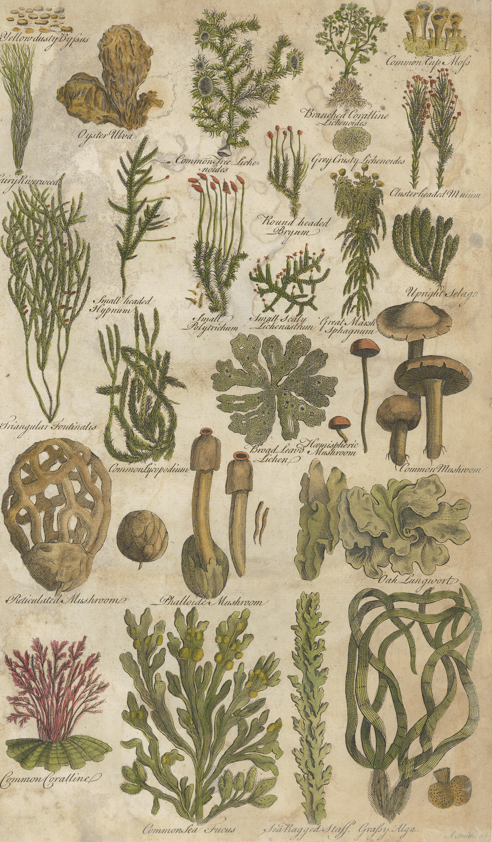 3.1希尔（John Hill）《不列颠草药志》（The British Herbal）-Picture8