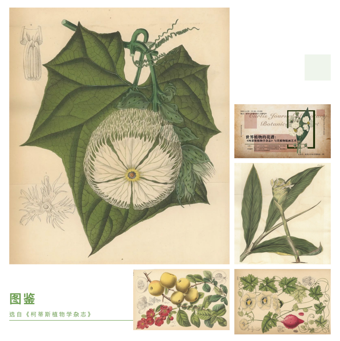 沙龙预告NO.17 | 世界植物的花谱：《柯蒂斯植物学杂志》与其植物版画艺术