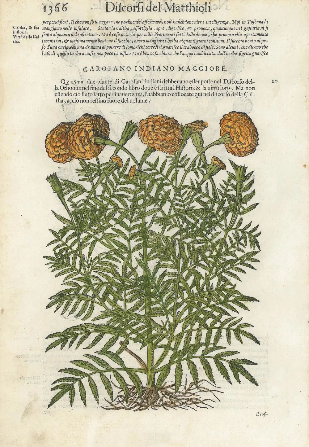 沙龙回顾NO.18｜版画艺术家眼中的“植物插图”与博物学者眼中的“植物学插画”