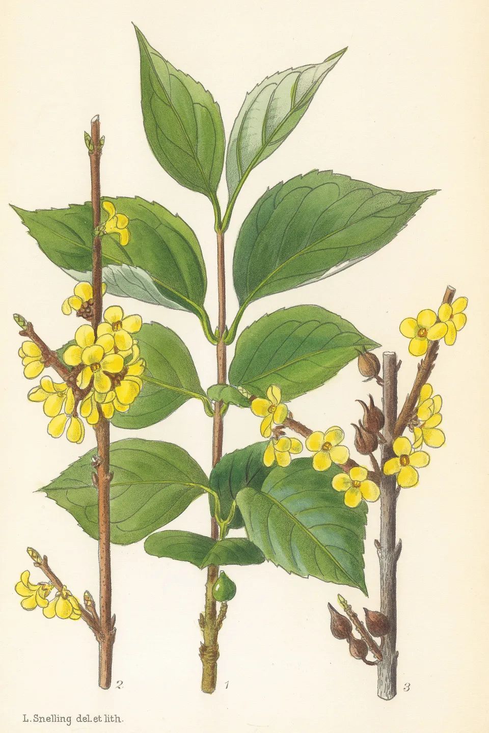 沙龙回顾NO.17｜世界植物的花谱：《柯蒂斯植物学杂志》与其植物版画艺术