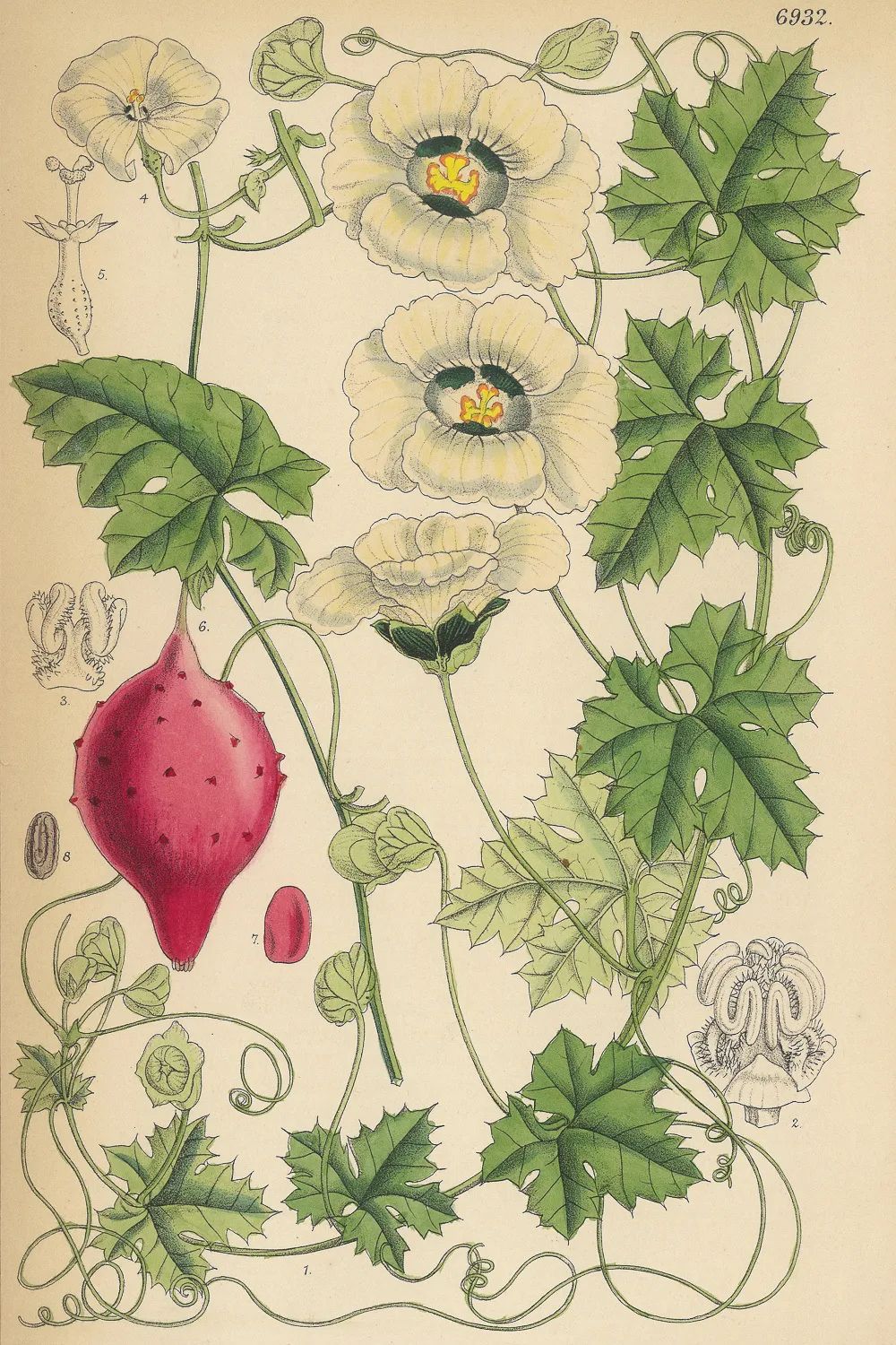 沙龙回顾NO.17｜世界植物的花谱：《柯蒂斯植物学杂志》与其植物版画艺术