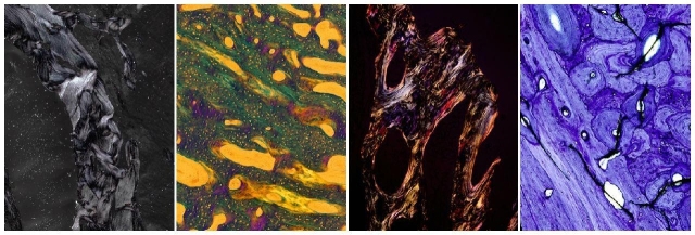 沙龙预告NO.24 |李铁军： 细胞会说话——显微镜下人体细胞蕴藏的壮丽景观