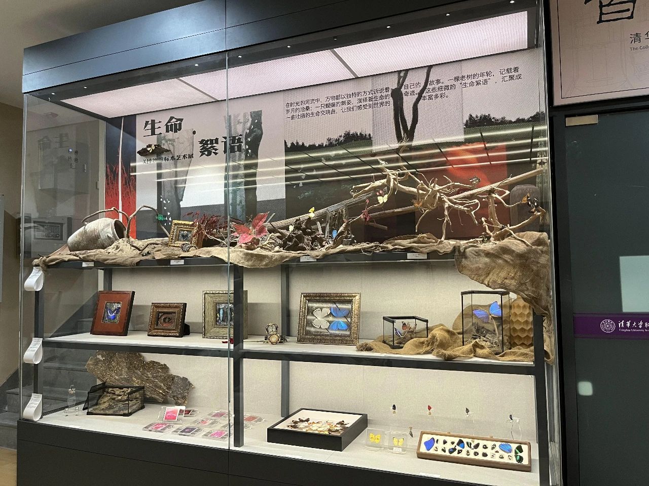 新展 | 清华大学科学博物馆珍品柜第十季上新-Picture2