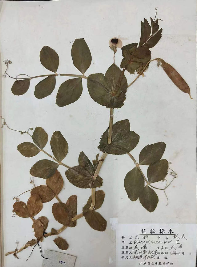 1962年采集的豌豆植物标本，清华大学科学博物馆藏