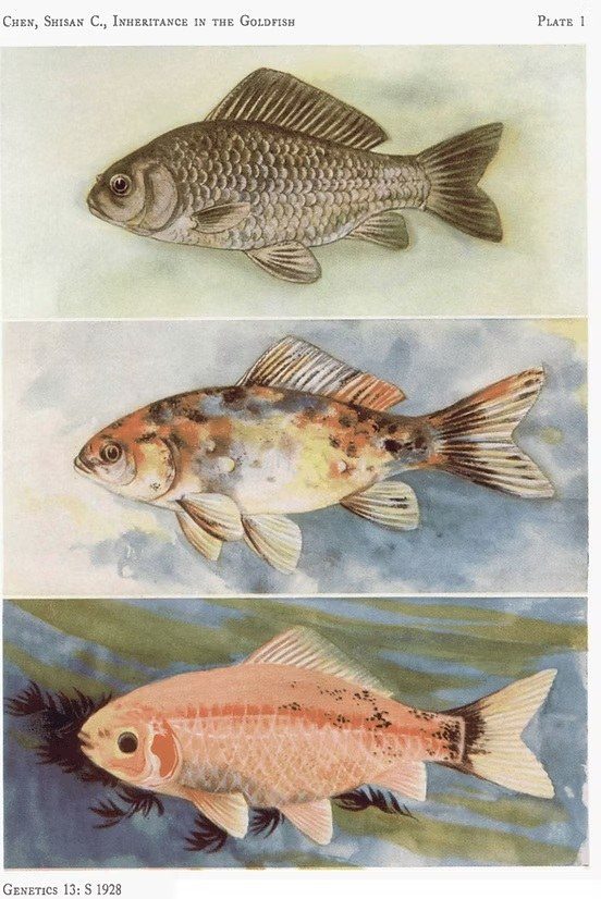 1928 年陈桢的论文